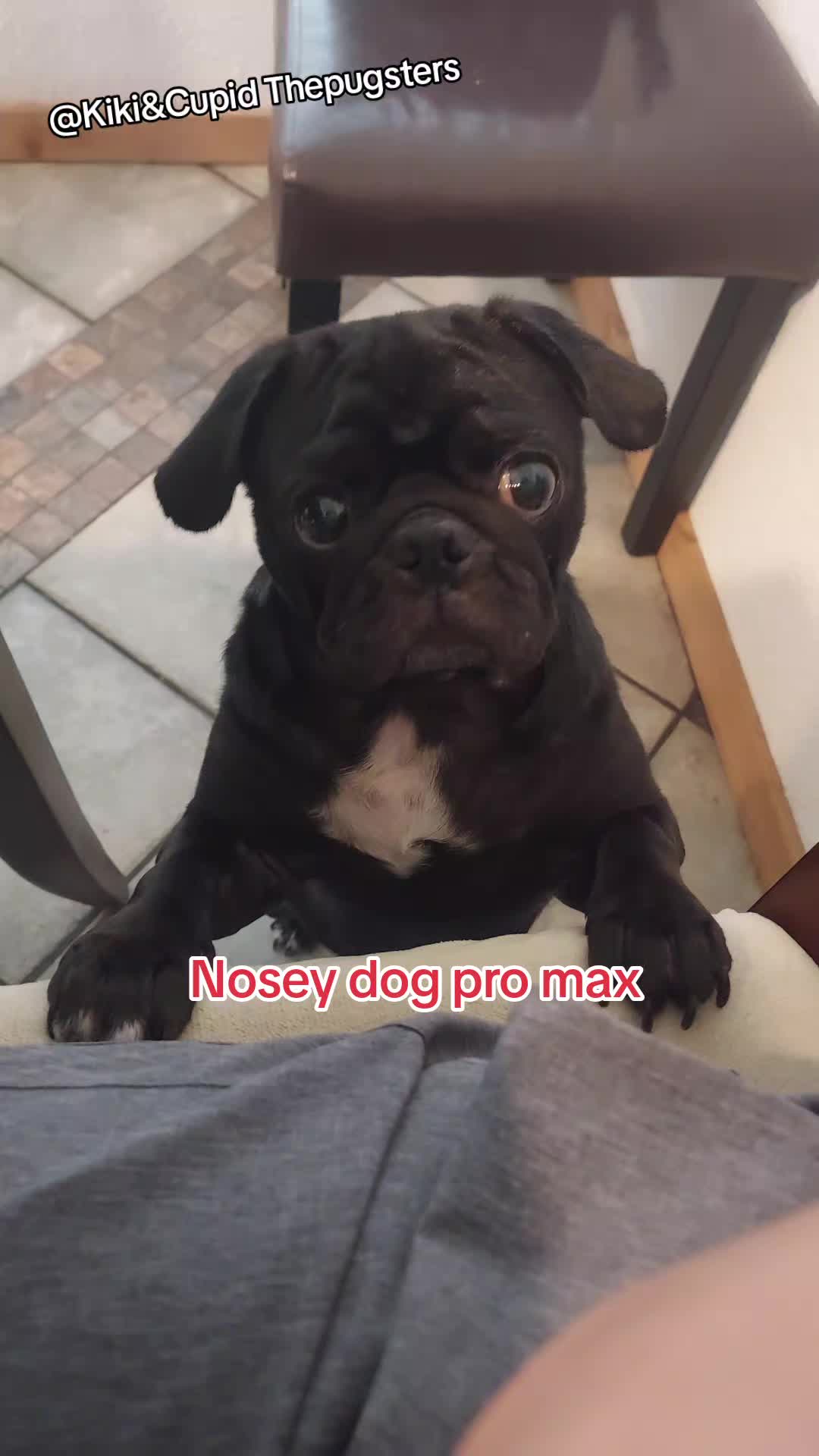 @Kiki&Cupid Thepugster