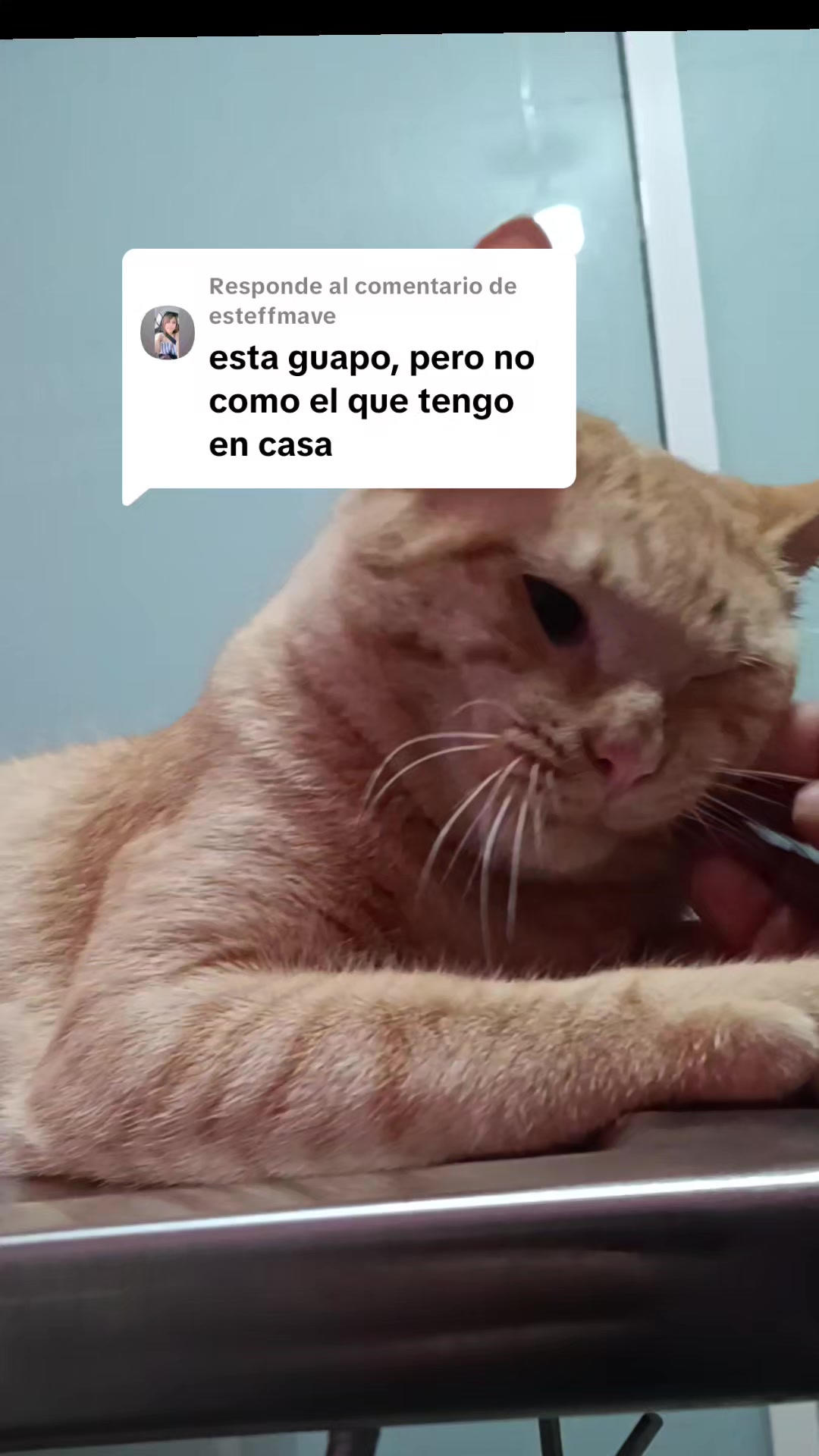 @Michi Cats