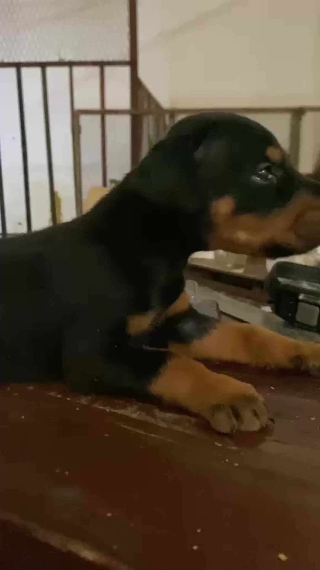 @canicorsoftmalinois