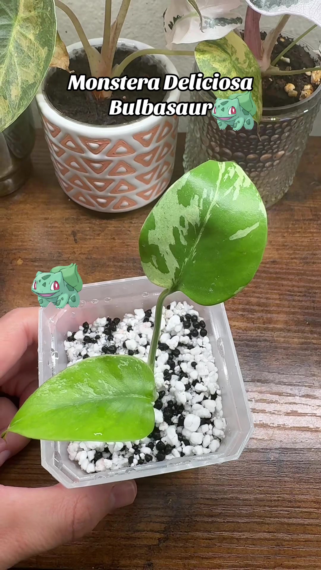 @Plant Girly Erin 🌱💚