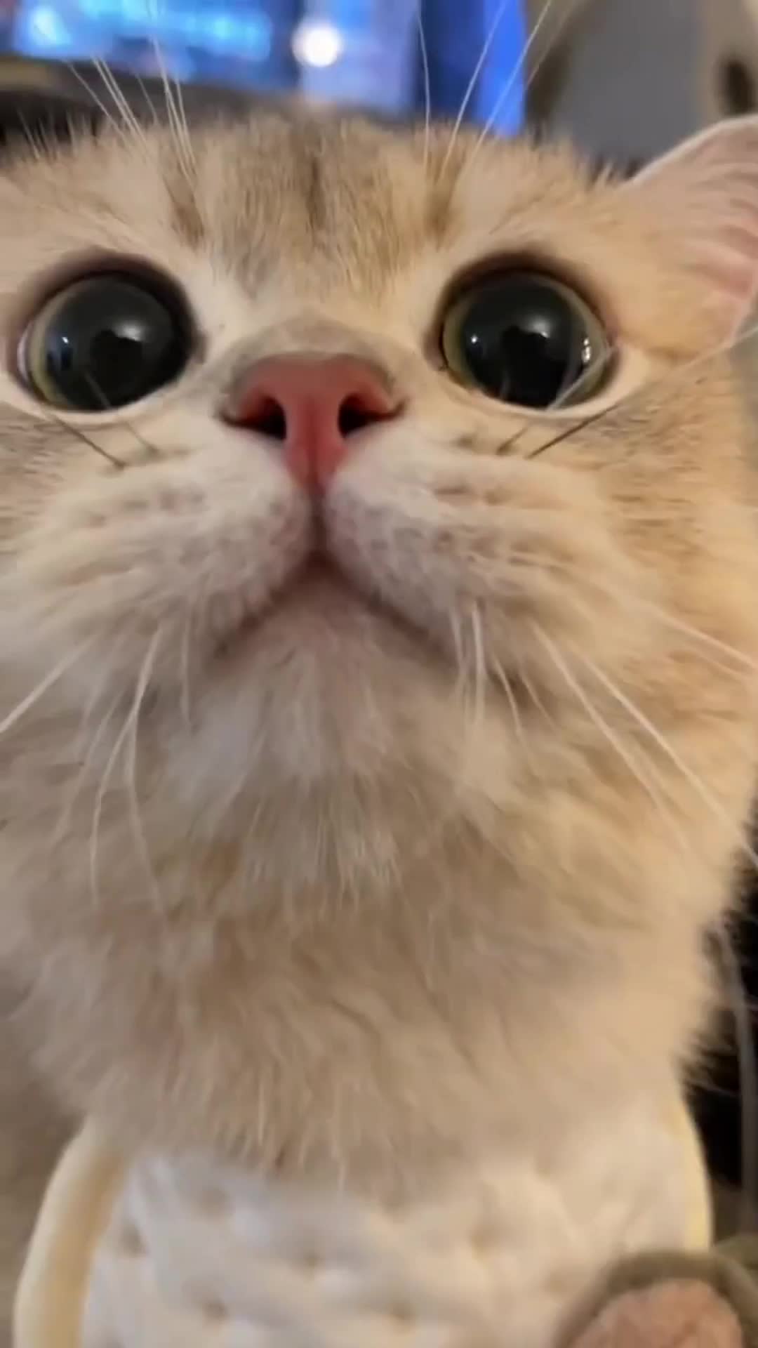 @ThaiFlash