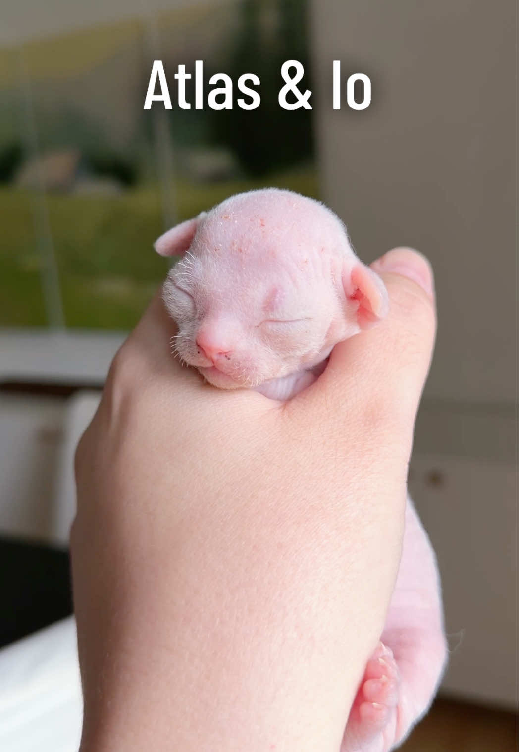 @Boba&rsquo;s Buds Minskin Cats