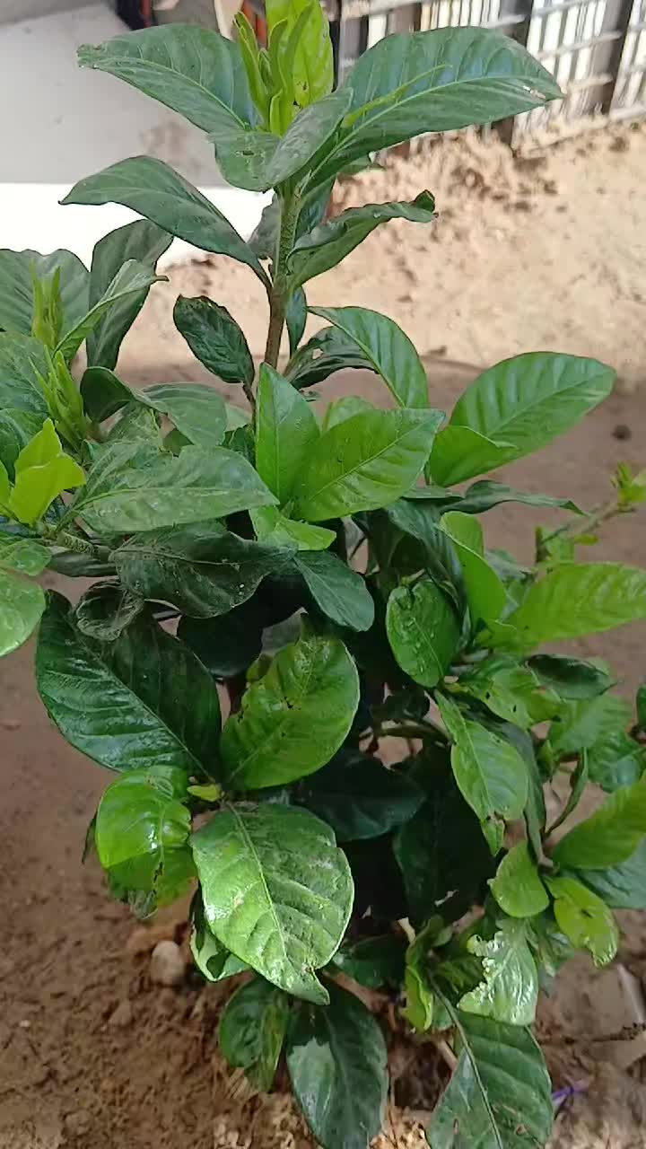 @carbajal