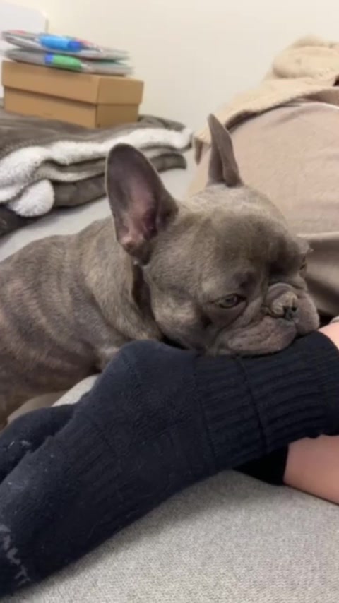 @Bose the frenchie