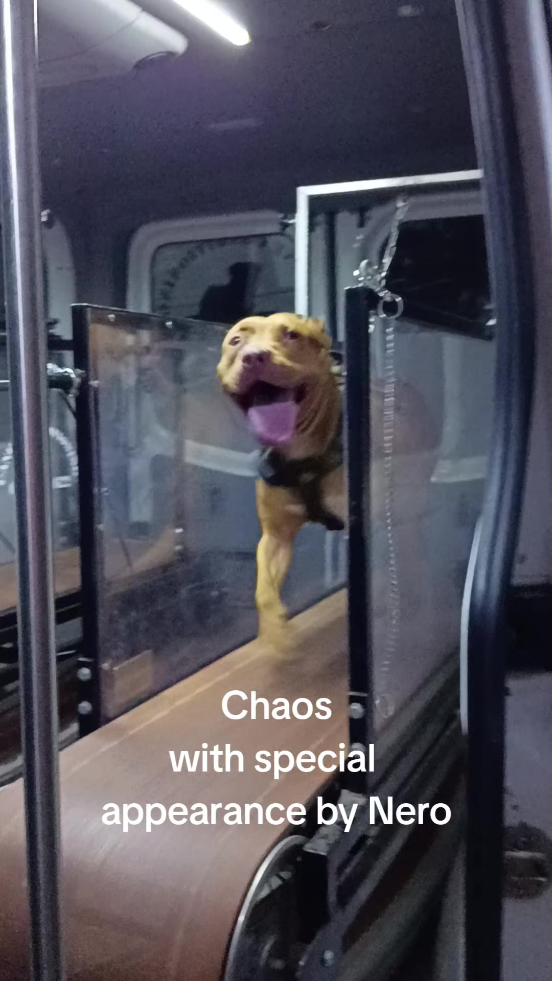 @Canine Conditioning