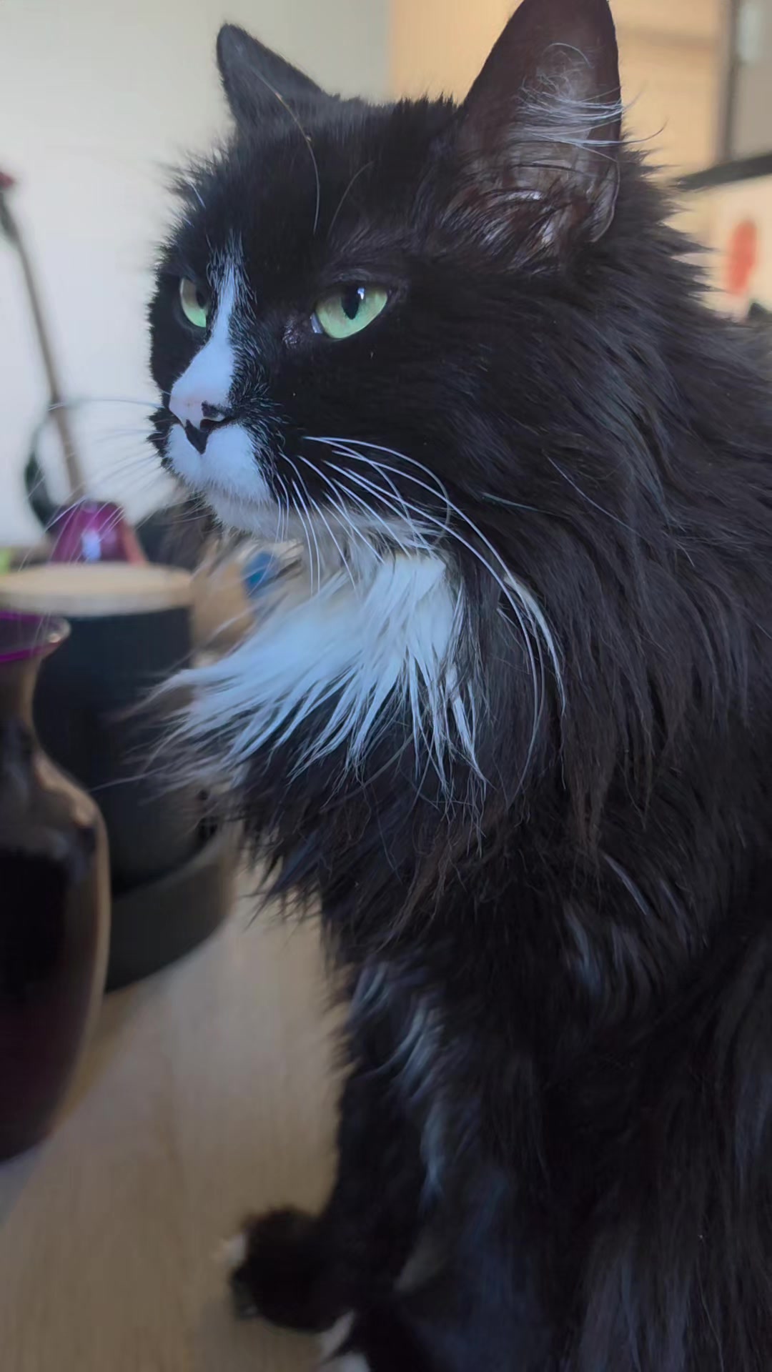 @AtticaTheTuxedoCat