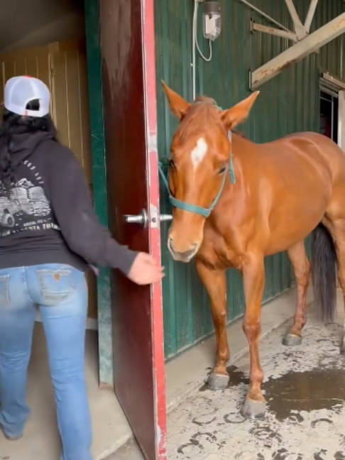 @Horses TikTok