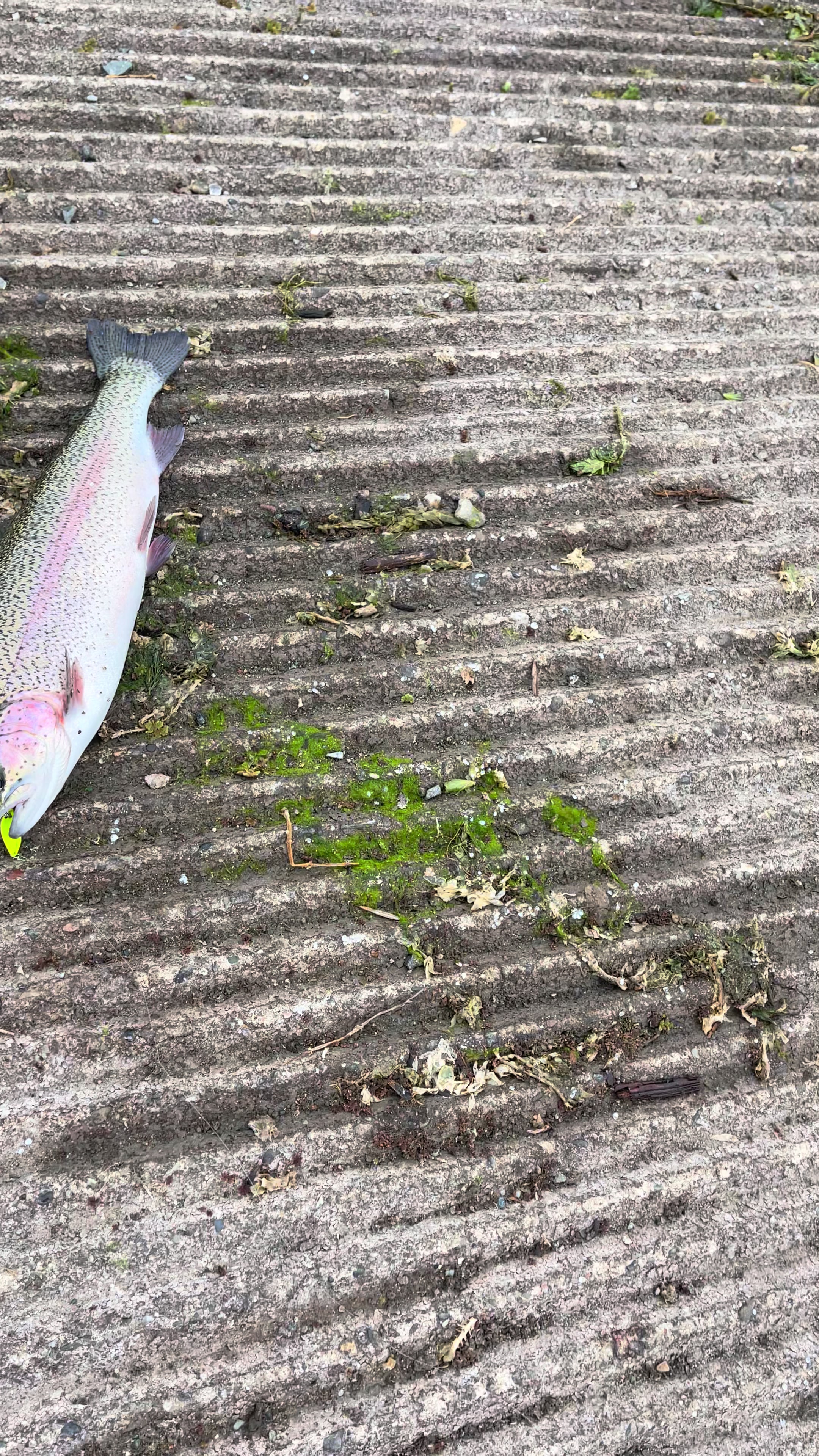 @Keep It Reel Trout Worms