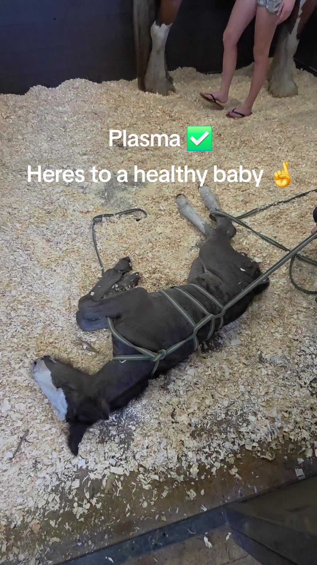 @ShitShowOnTheRoad