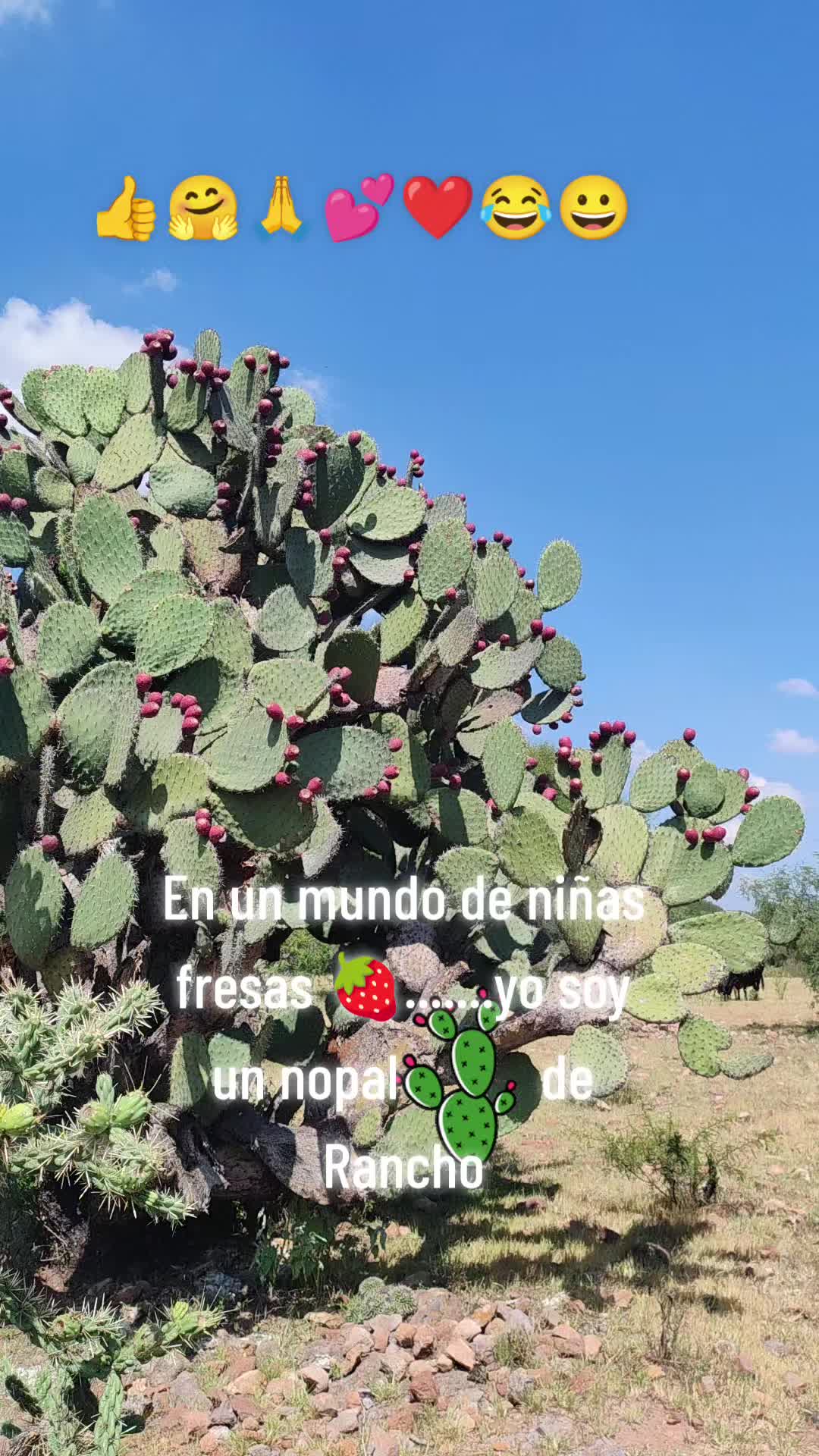 @Pincheloca🤗