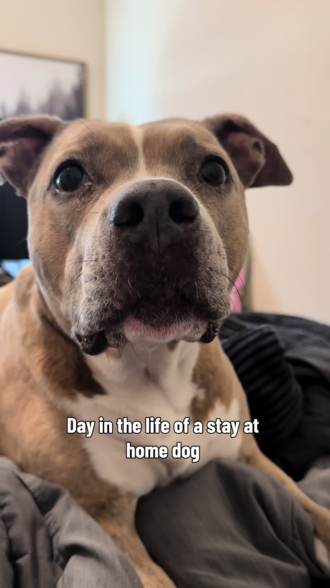 @Indie.pittie