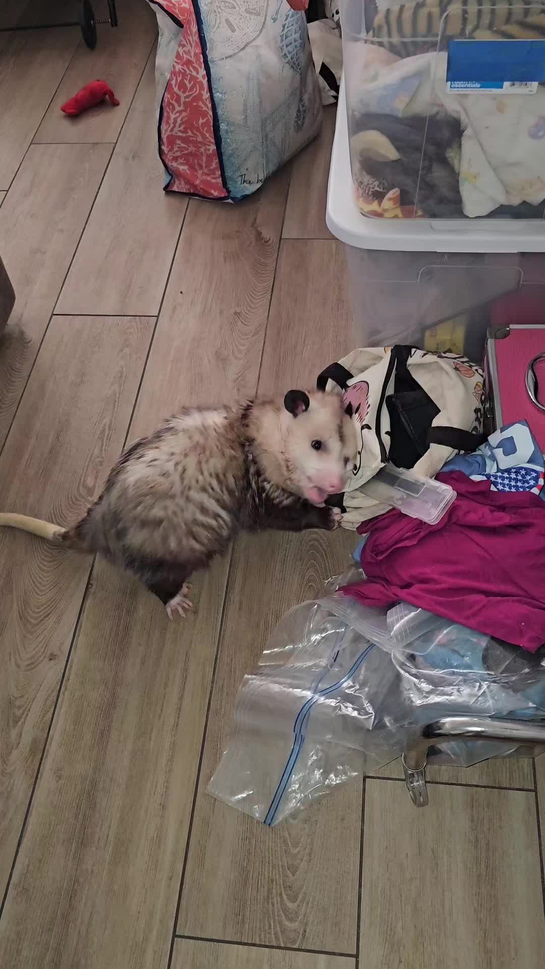 @OPOSSUMDAWGMOM