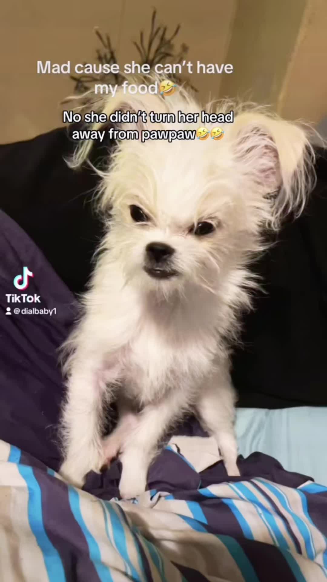 @dialbaby1