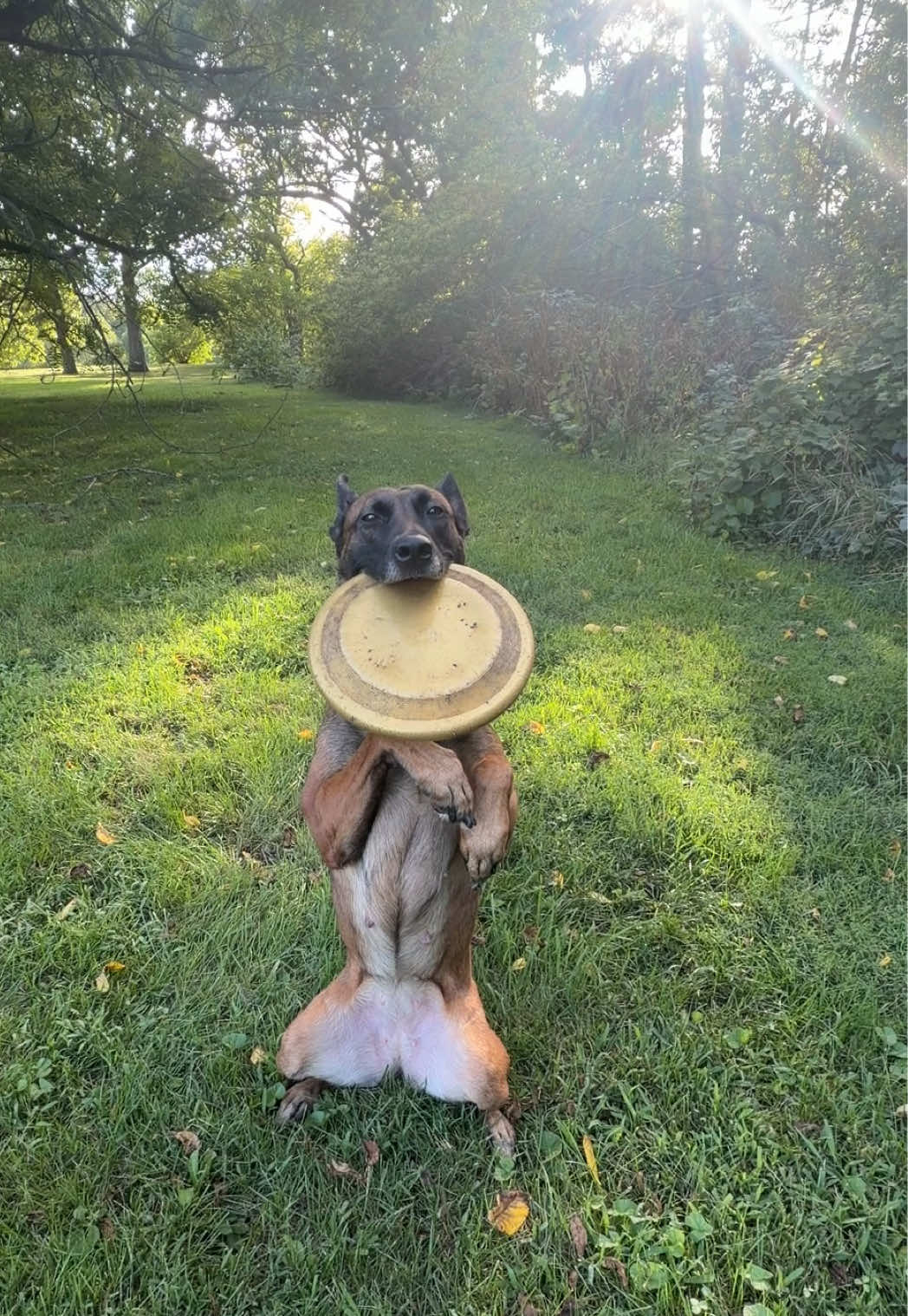 @dogstrainjen