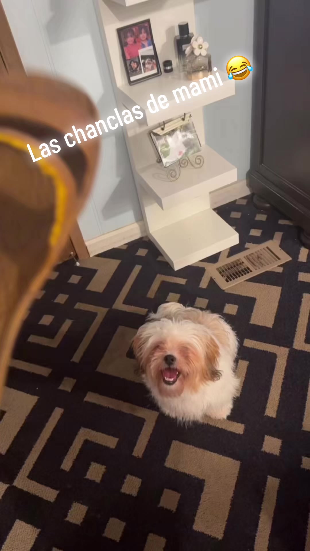 @Crispín_y_mia_shihtzu_puppies.