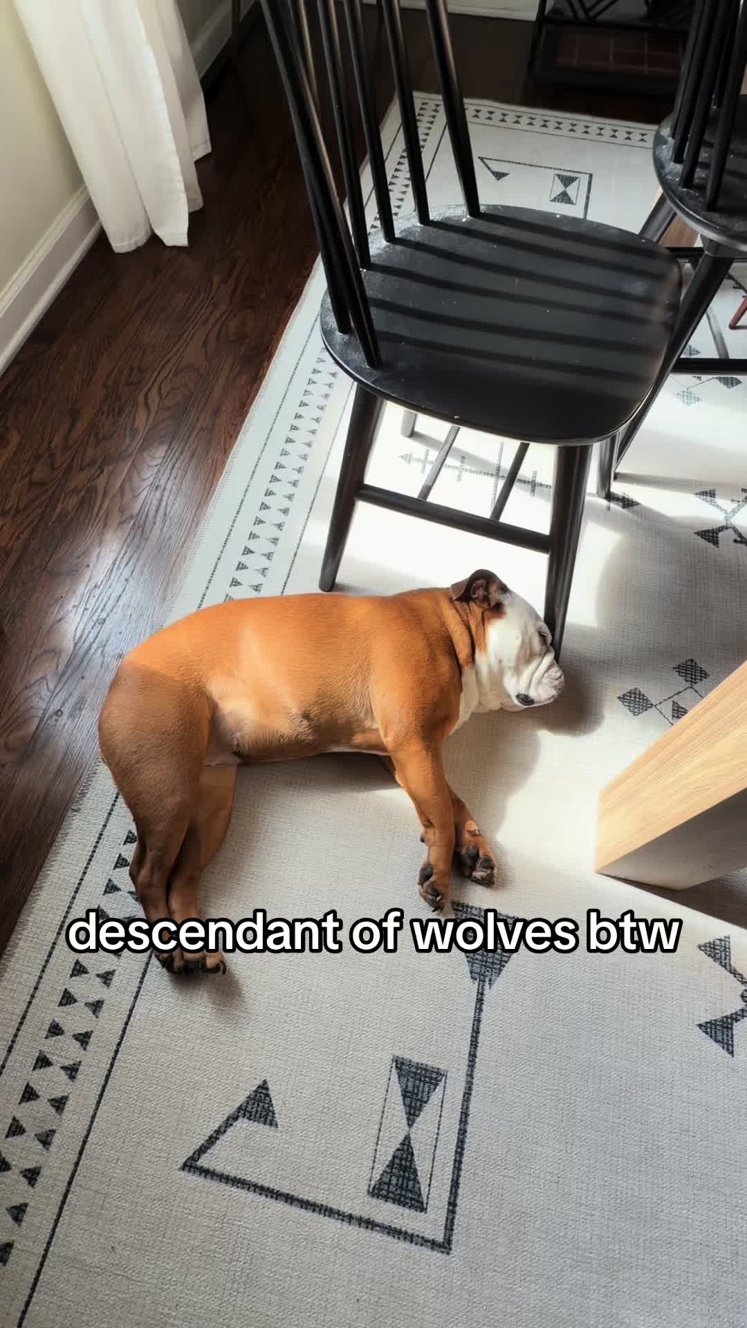 @Poptart The Bulldog