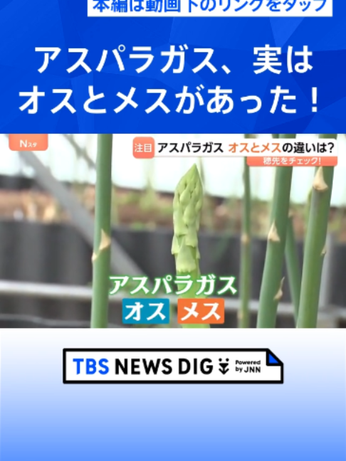 @TBS NEWS DIG Powered by JNN