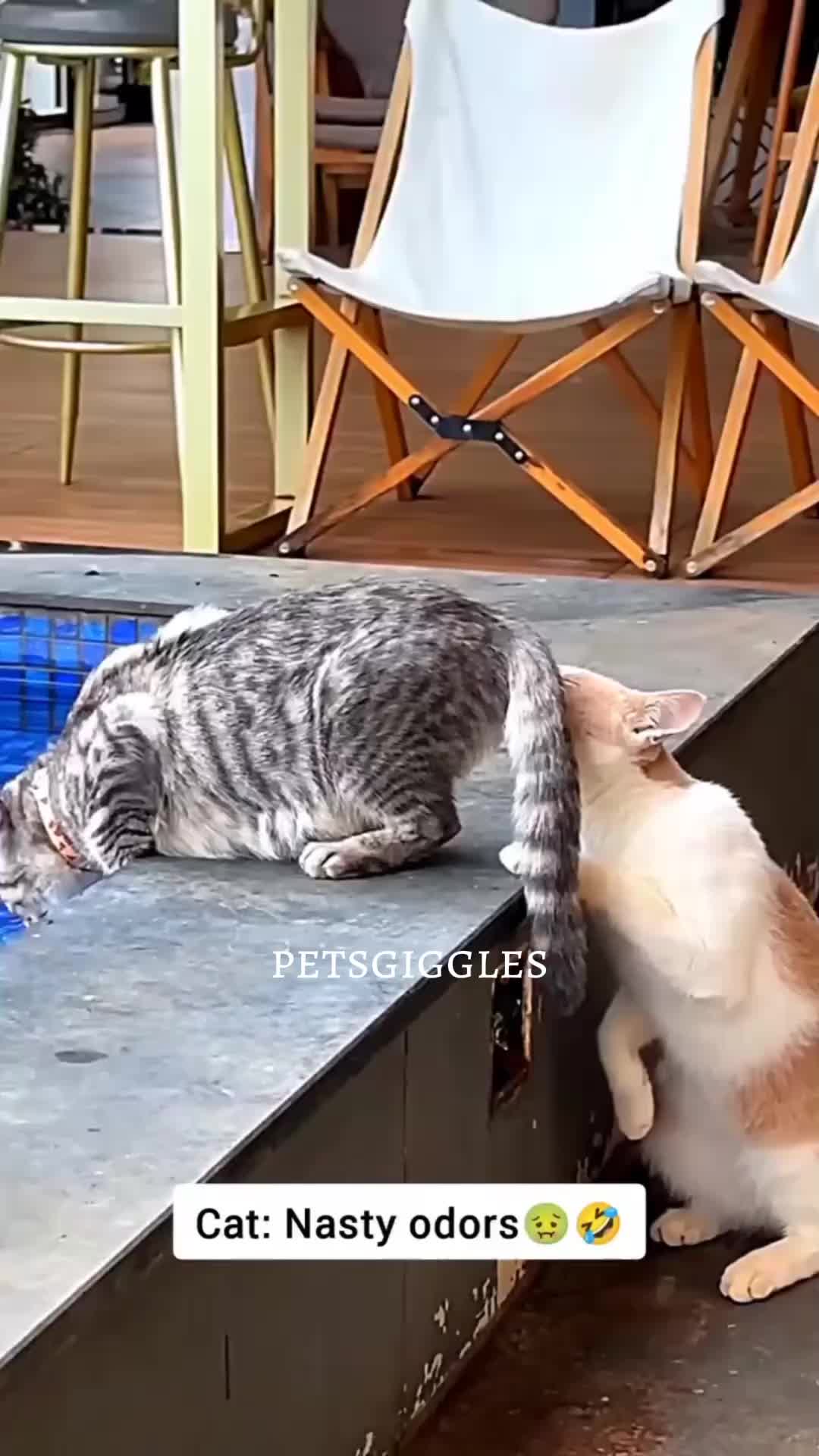 @Pets Giggles