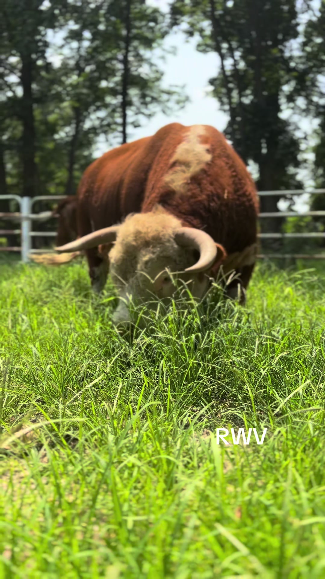 @RWV Land & Livestock