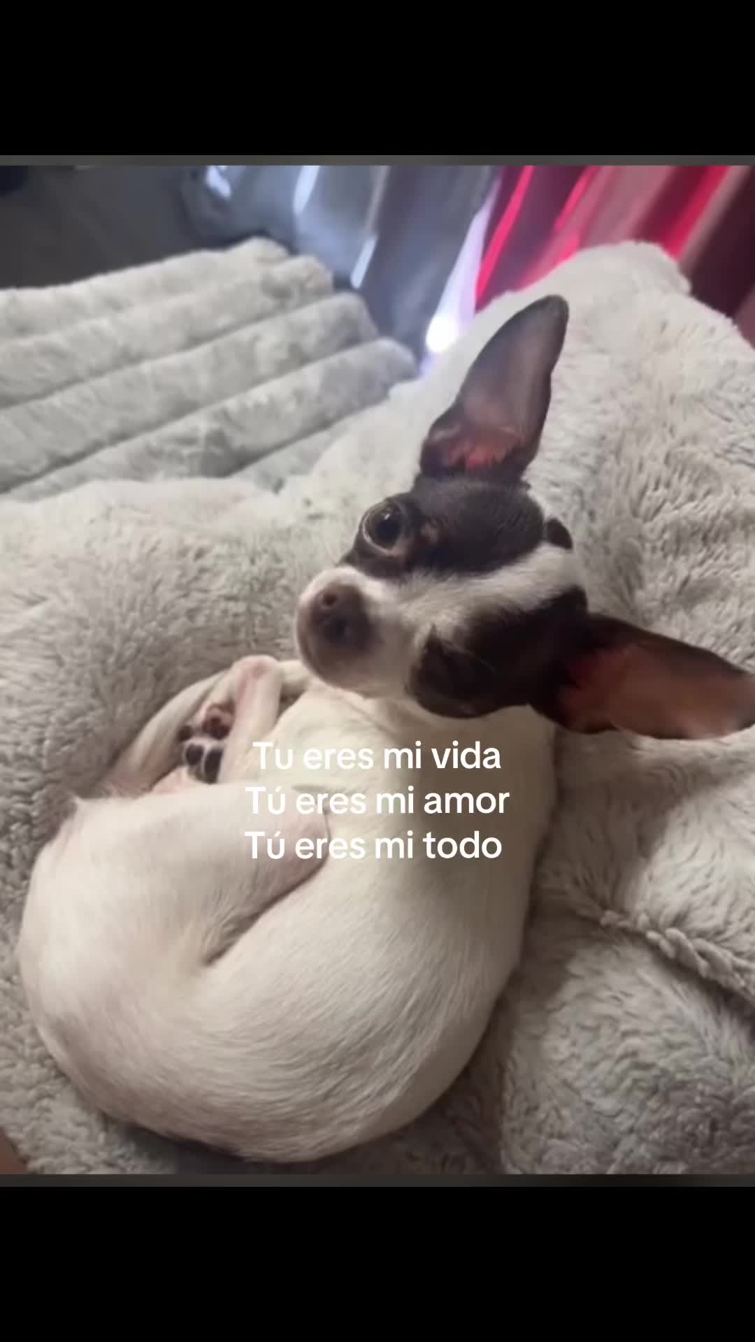 @dania_vsr