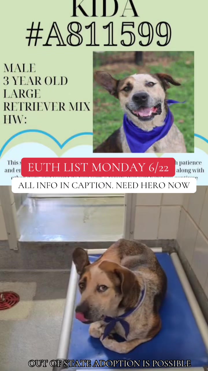 @@rescuedogs911