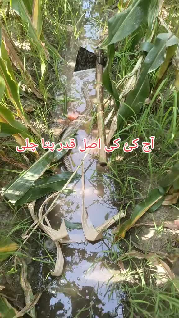 @💫اعوان صاحب💫...N