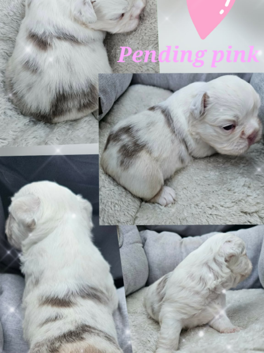 @Diamond State French Bulldogs
