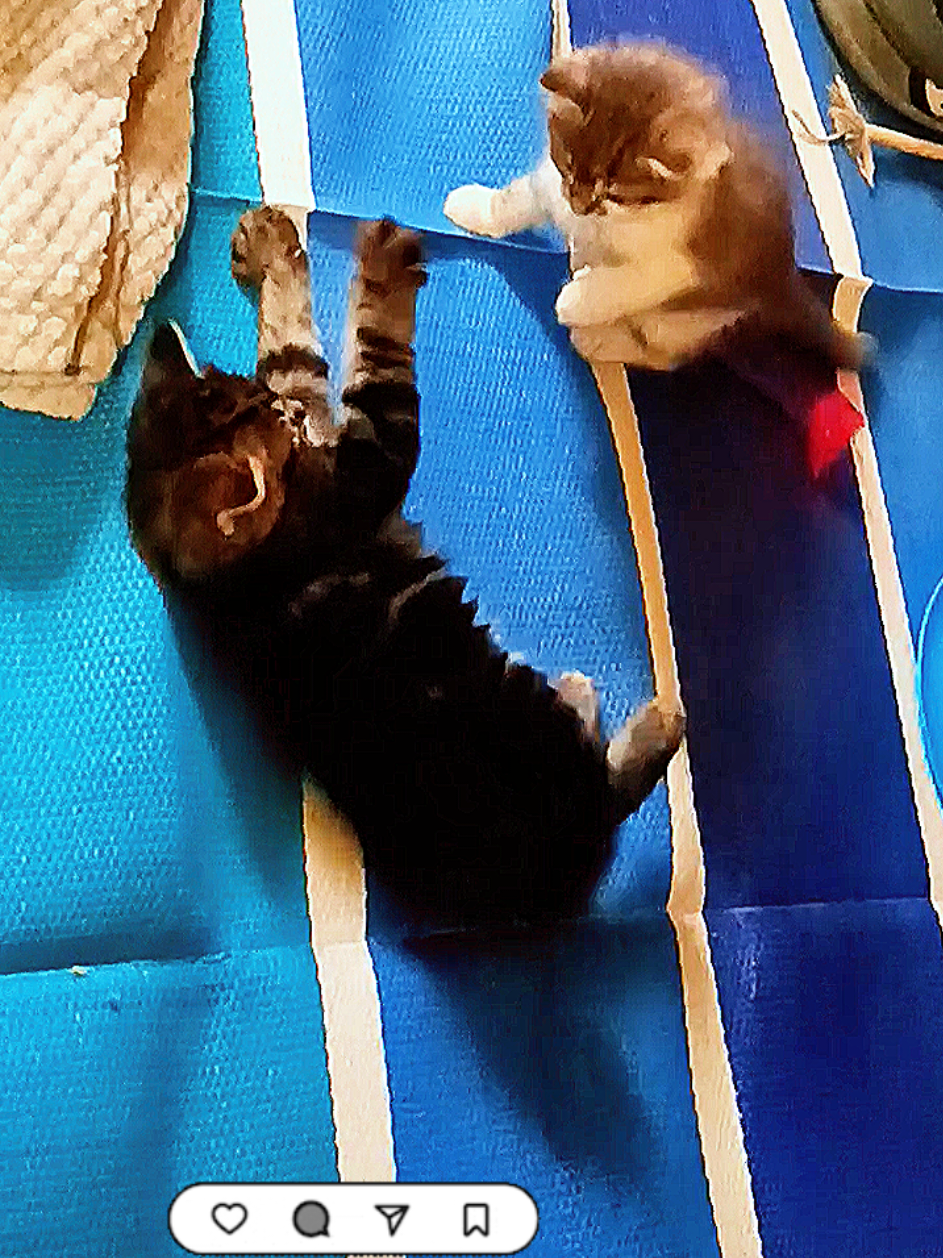 @MOTHEROFCATZ777