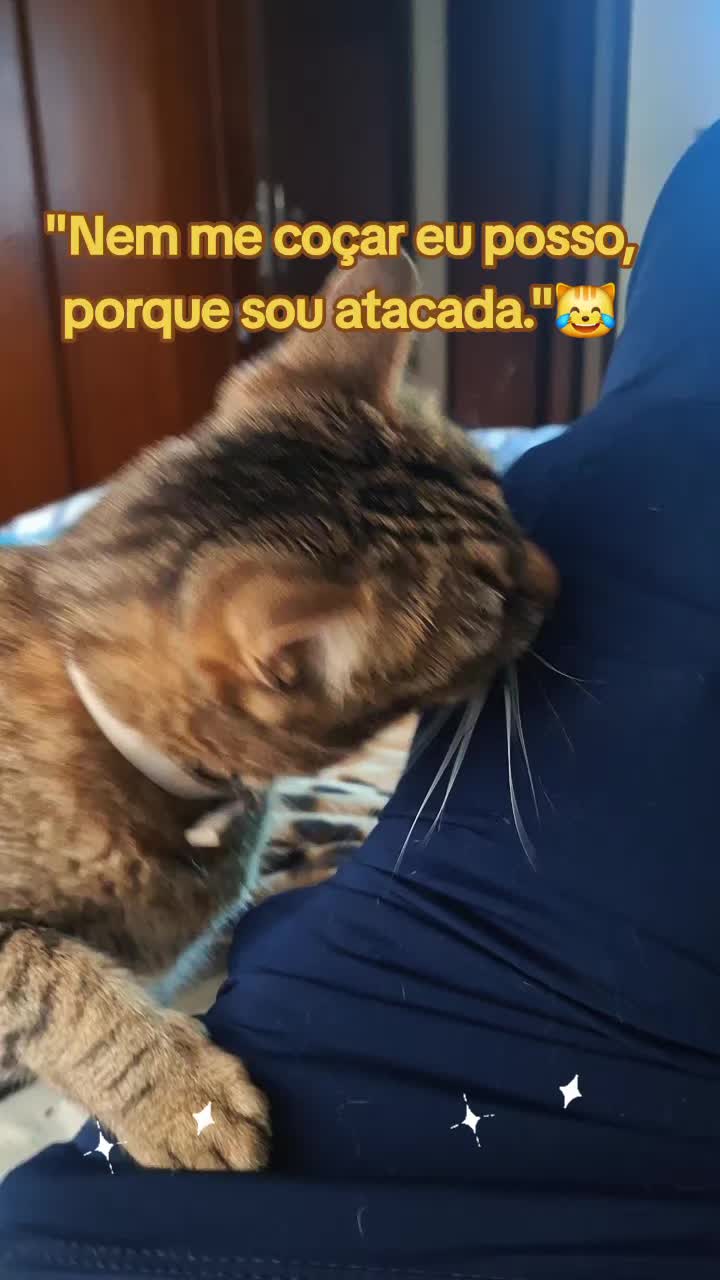 @MagdAmAnimais😾🐶🕊🐅🐍🐢🦜