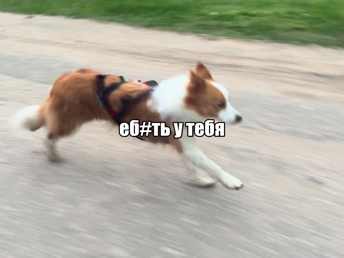 @ТГК: рыжий бордер🔥