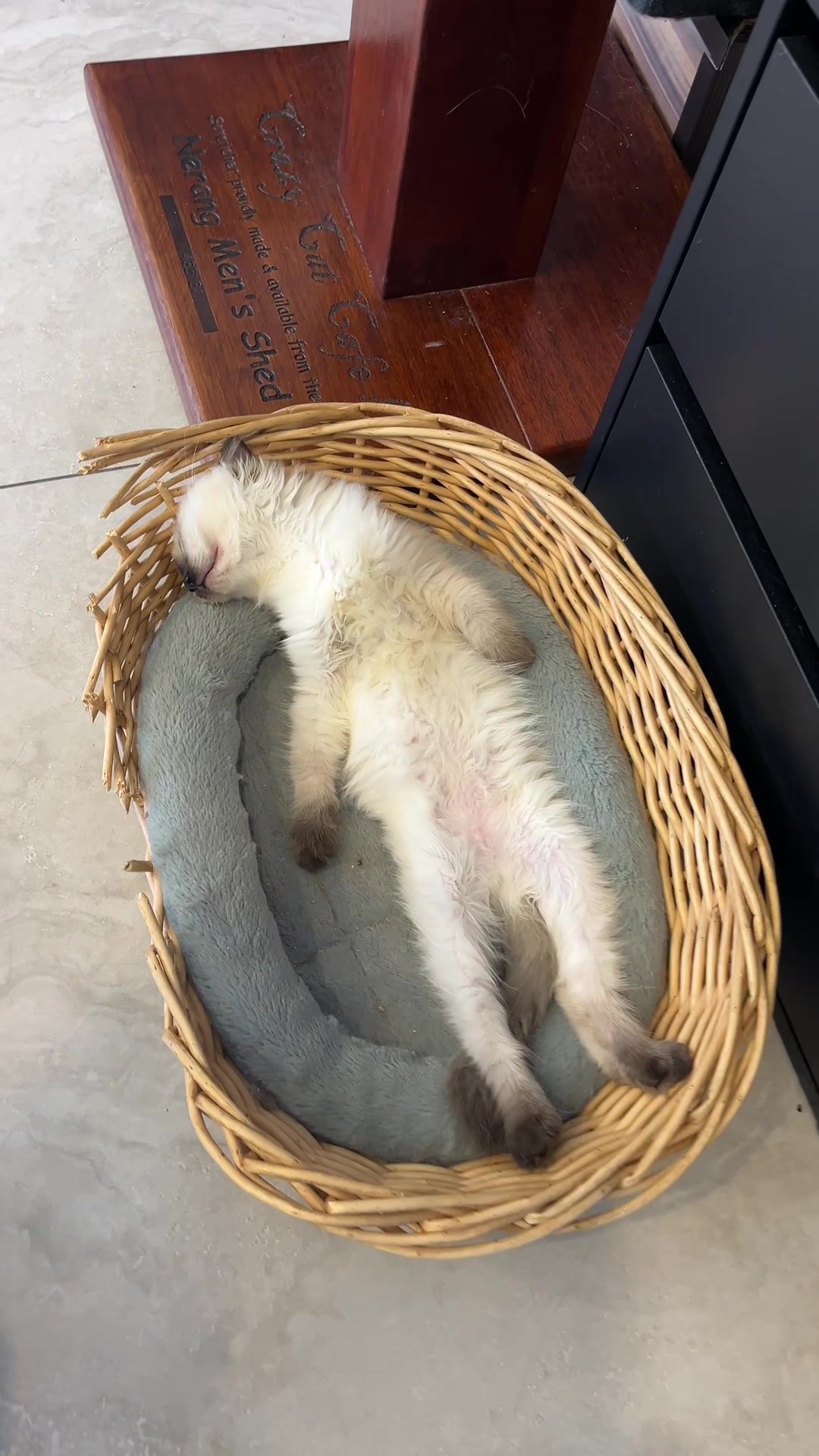 @crazycatcafe