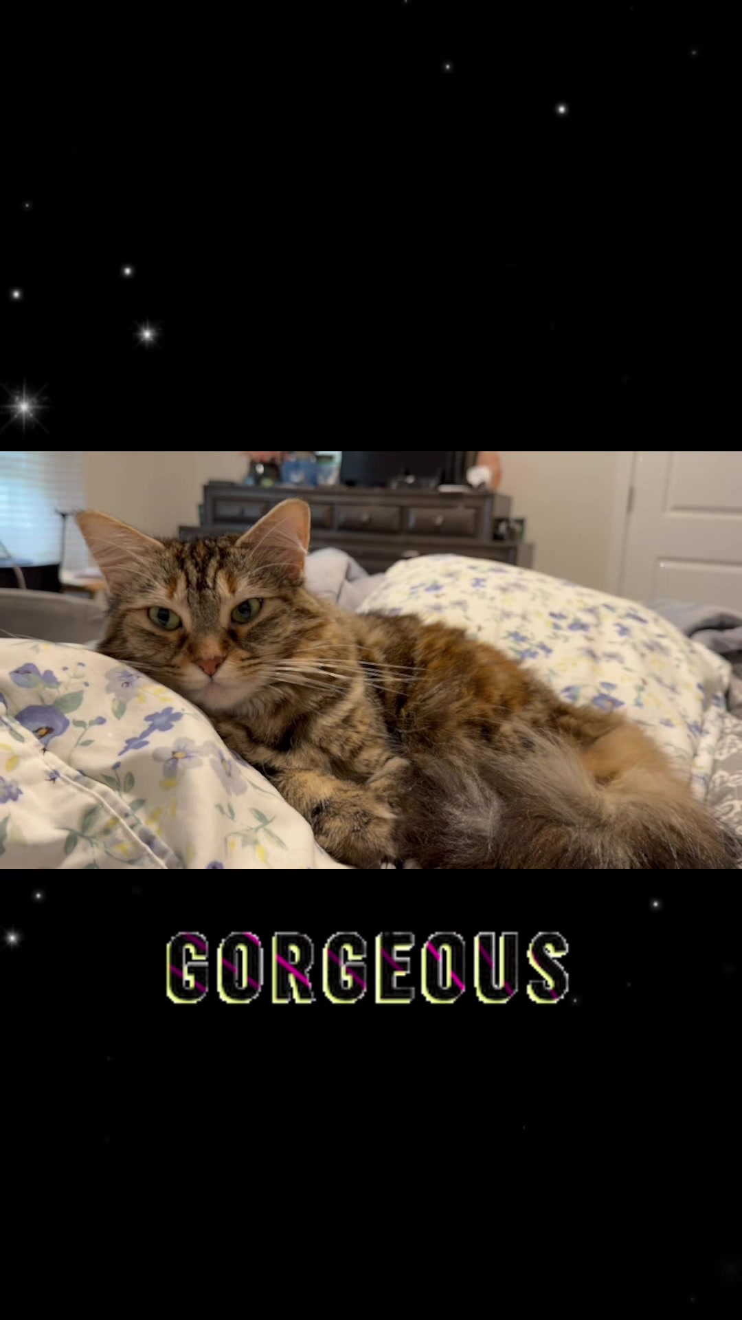 @GoofyPets4You