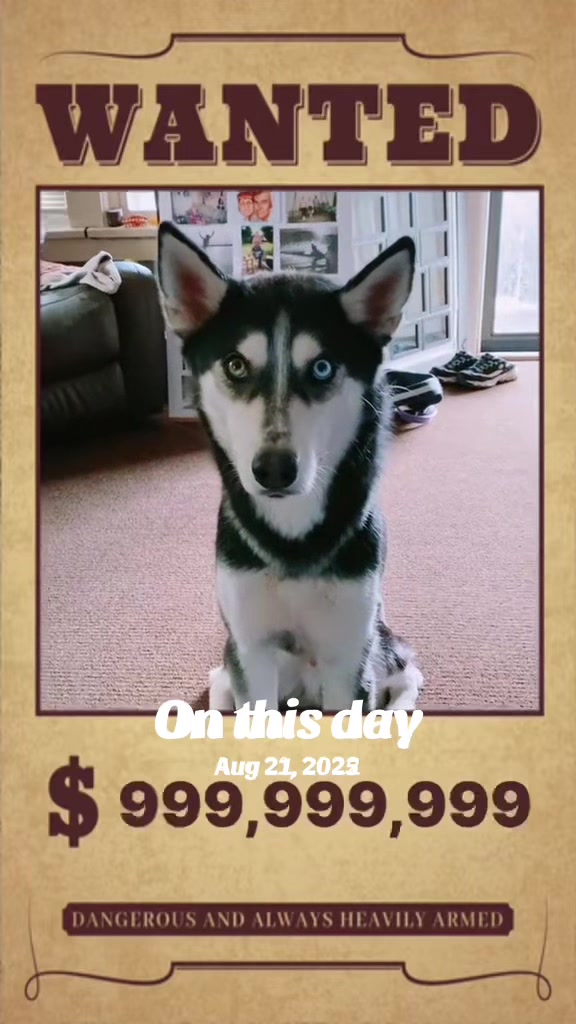 @Martin Scorsese the husky