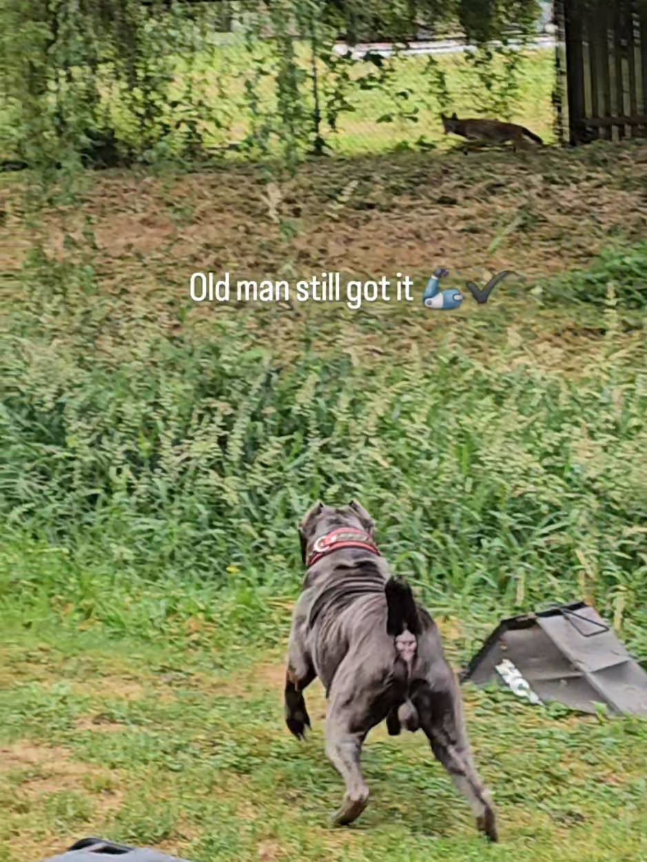 @SalmonCreekCaneCorso