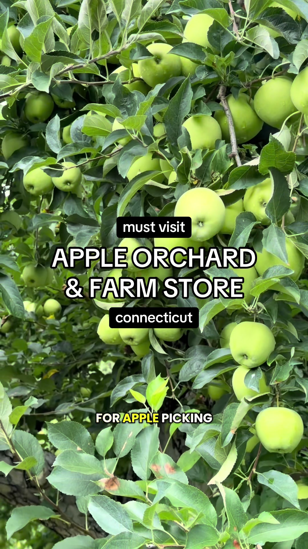 @tasteconnecticut