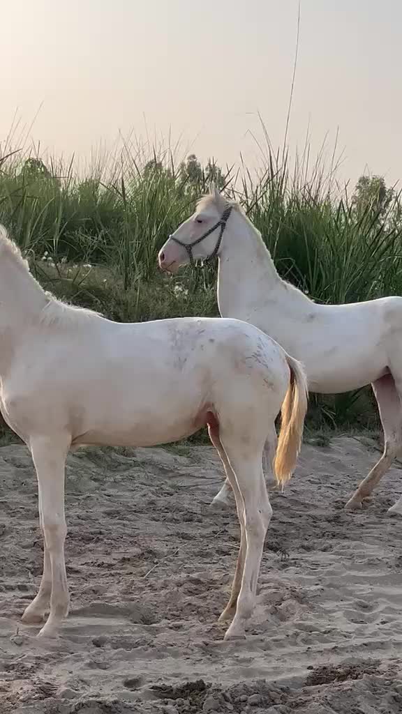 @Farasat Ali Ranjha Awan