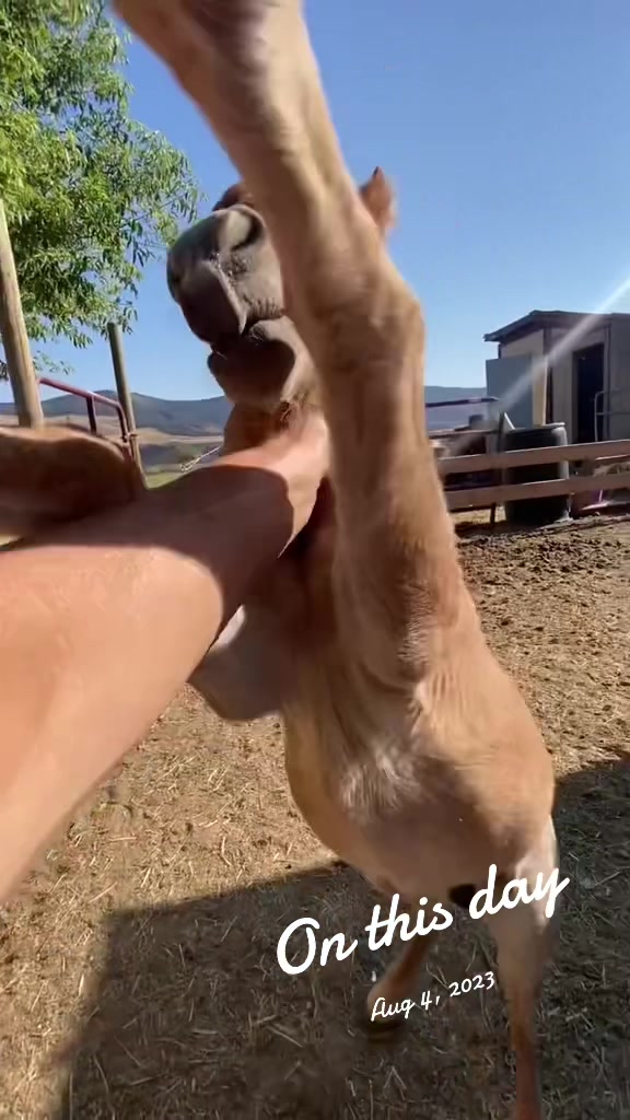 @Hot Sauce the Mini horse 🐎