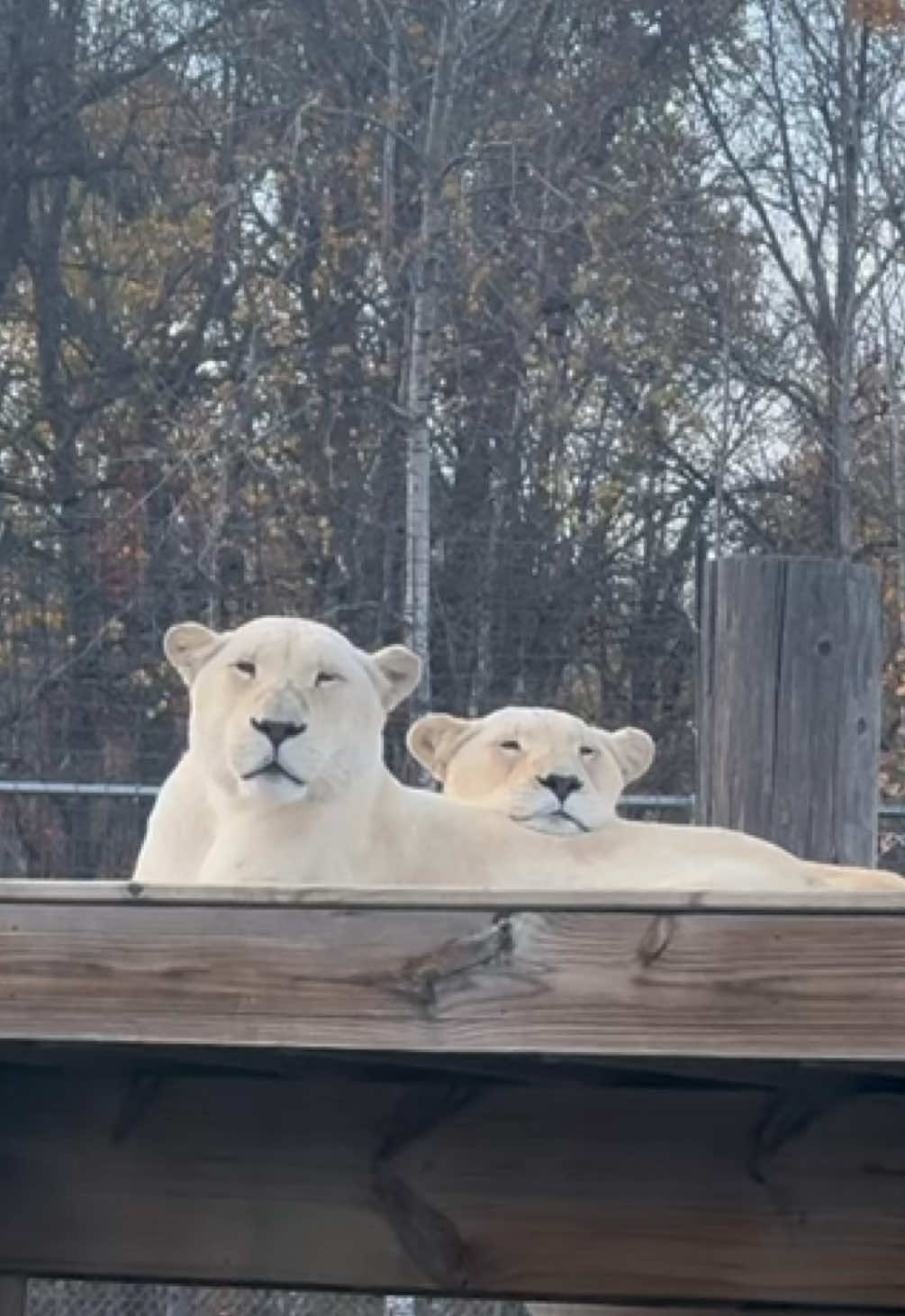 @The Wildcat Sanctuary
