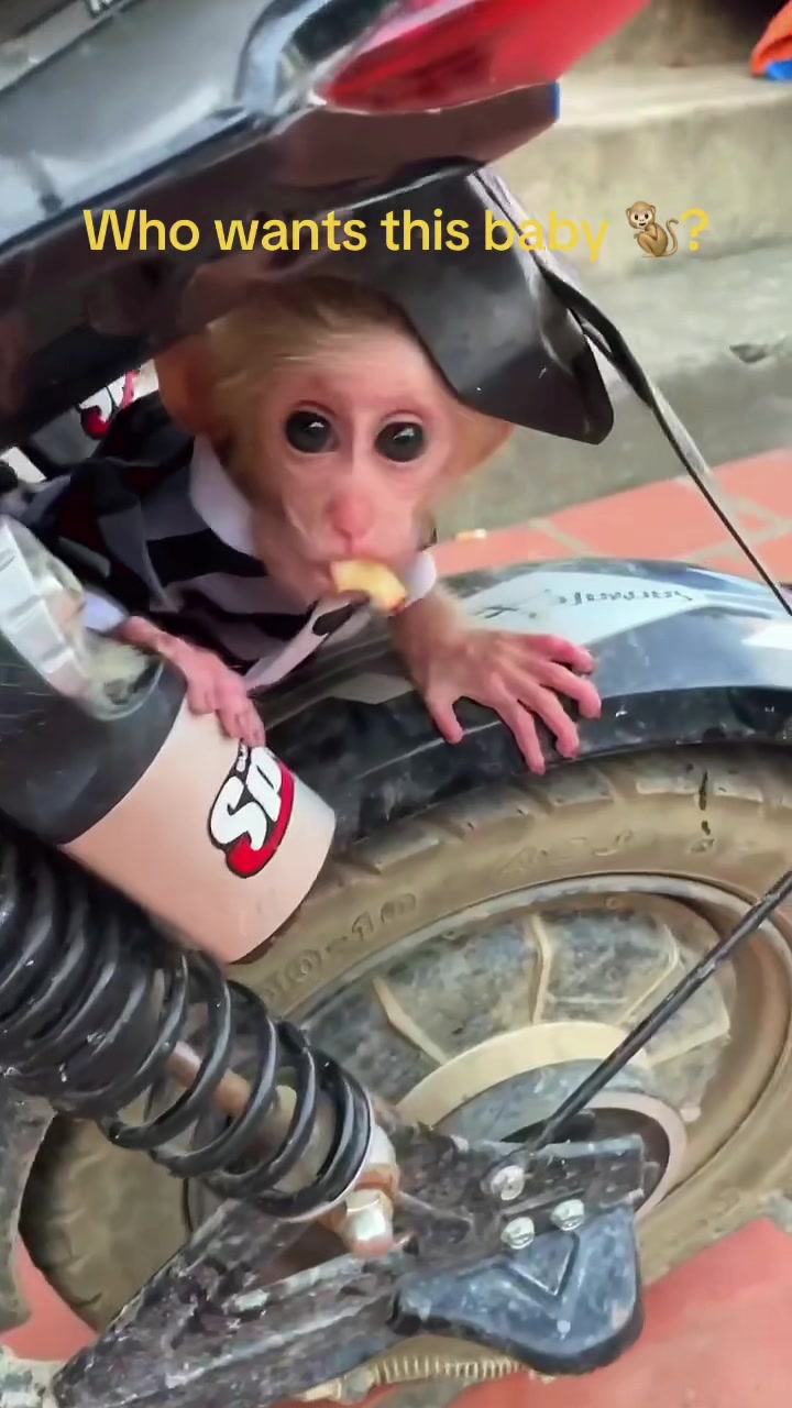 @Baby Monkey Rescue