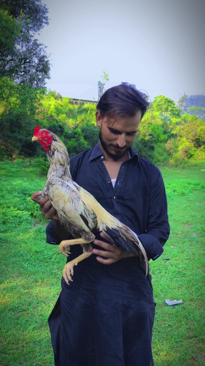 @بادشاہ اصیل گروپ جب 🔥♥️
