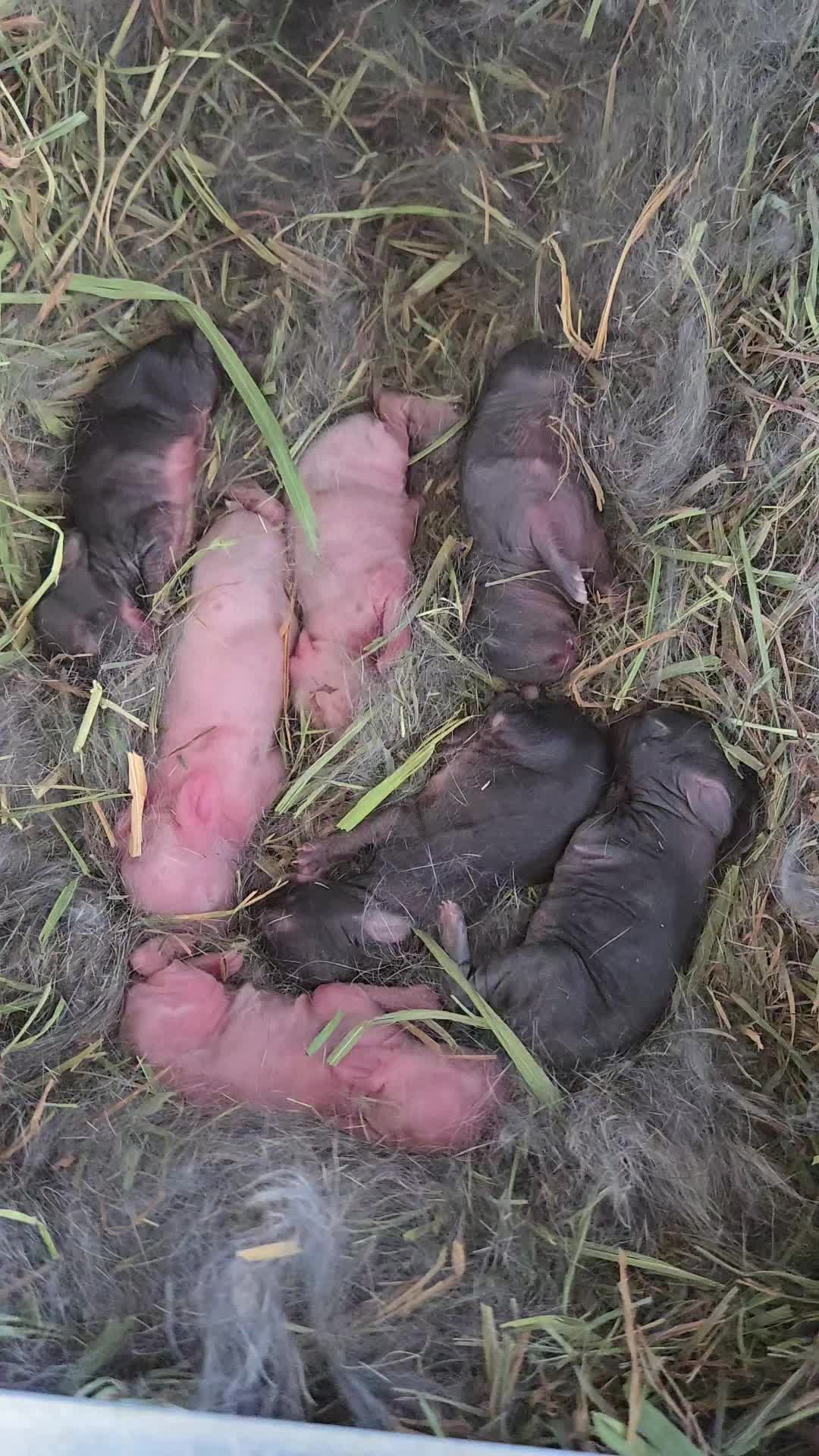 @Hidden Home Rabbitry