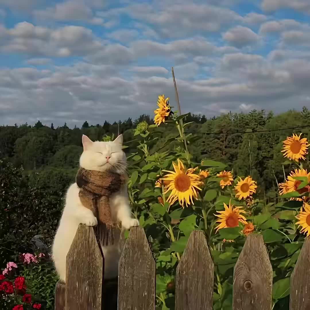 @solenemblem