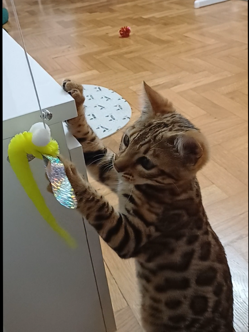 @Rio.supercat