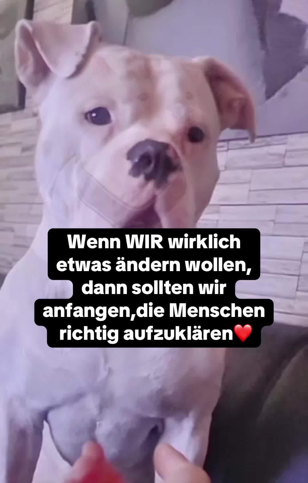 @daxter_the_bulldog