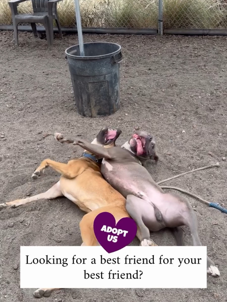 @Oakland Animal Services