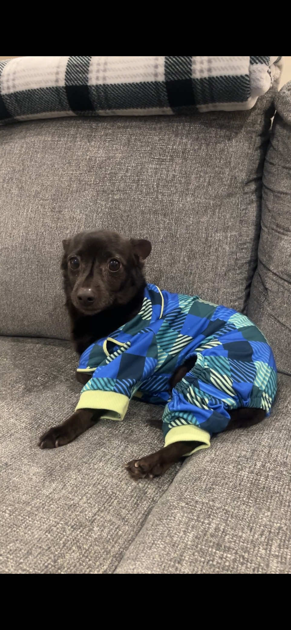 @Blackjack_Chihuahua