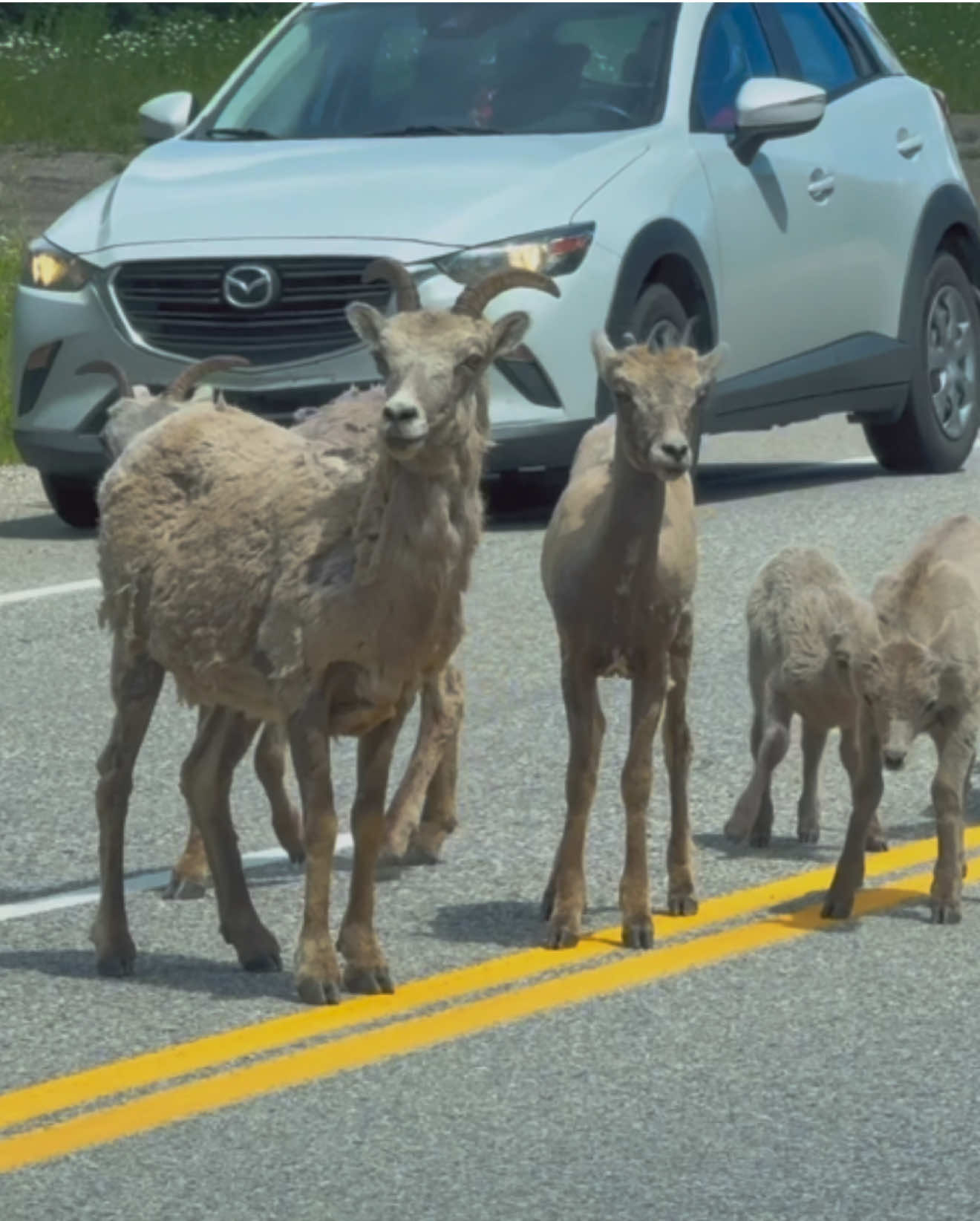 @Florida-wildlife