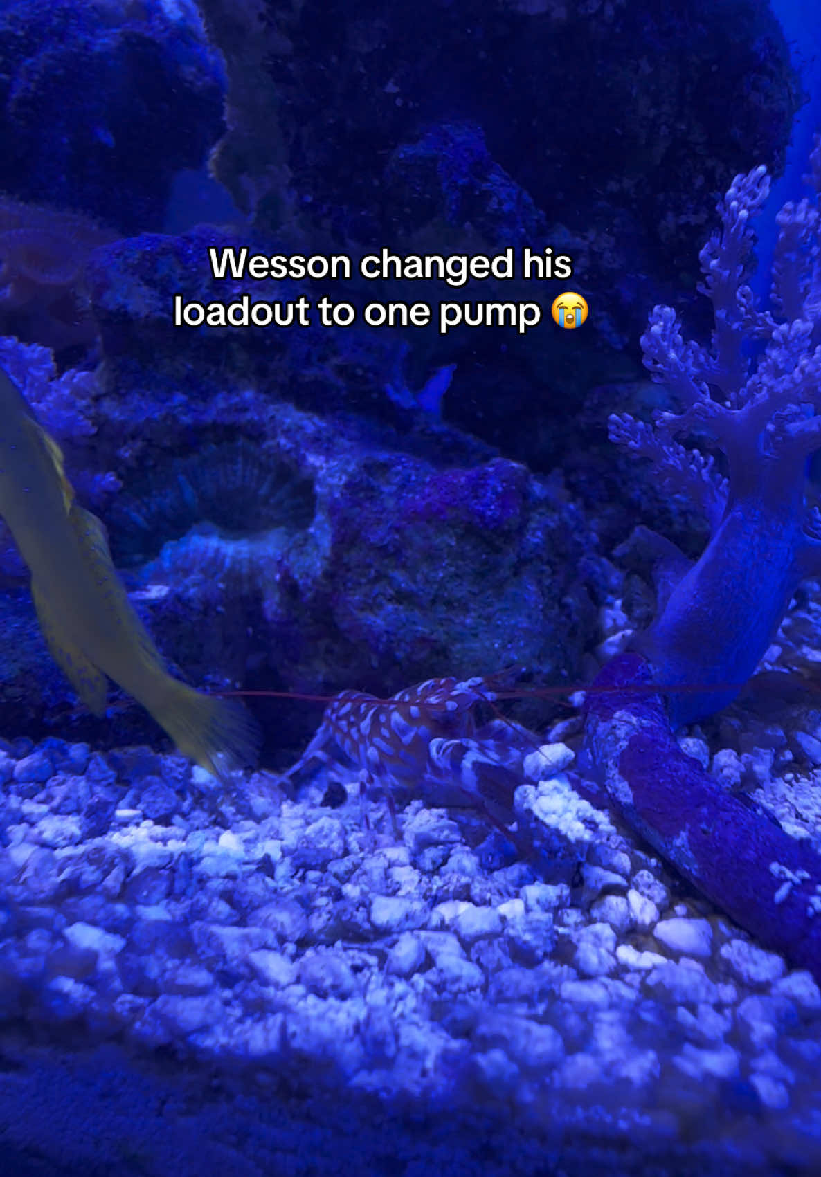 @ReefSync