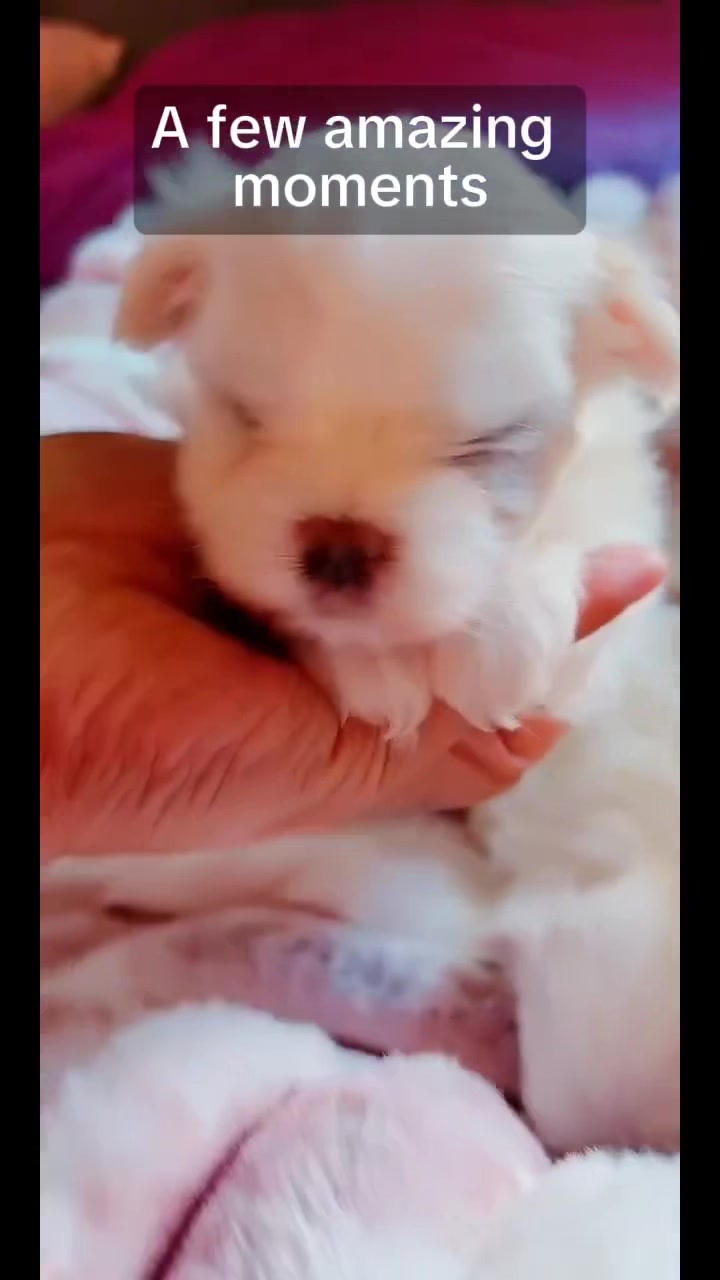 @SHIHTZU SOIR&Eacute;E