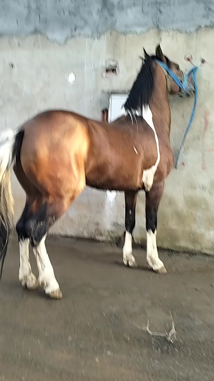 @حميد محمودي.